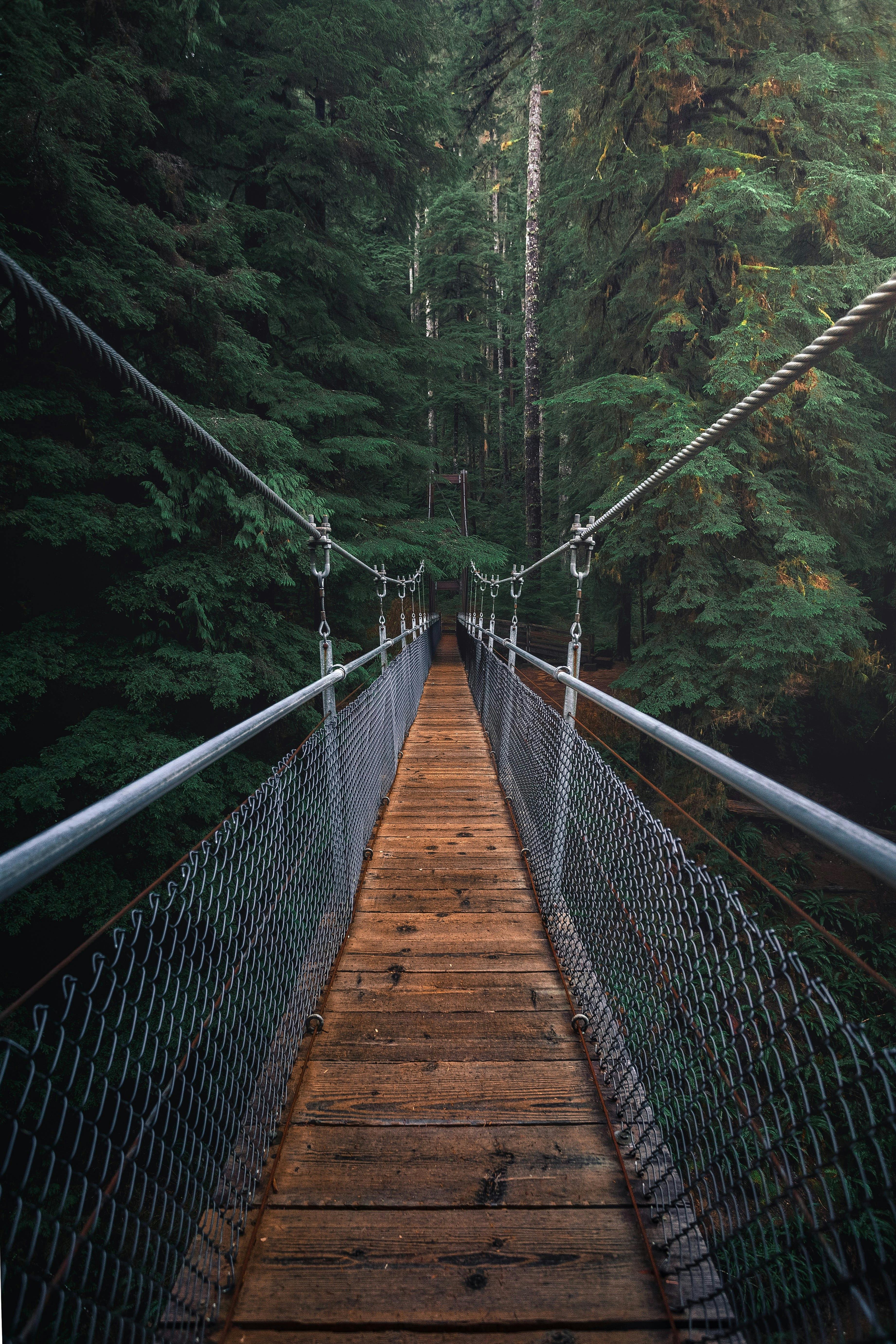 image d'un pont suspendu dans la forêt