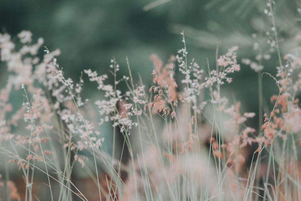 image de fond représentant des herbes dans un champ